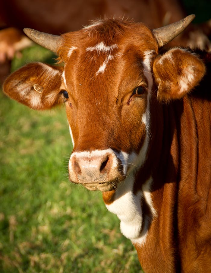 A brown cow with horns gazing directly at the camera in a sunlit field.