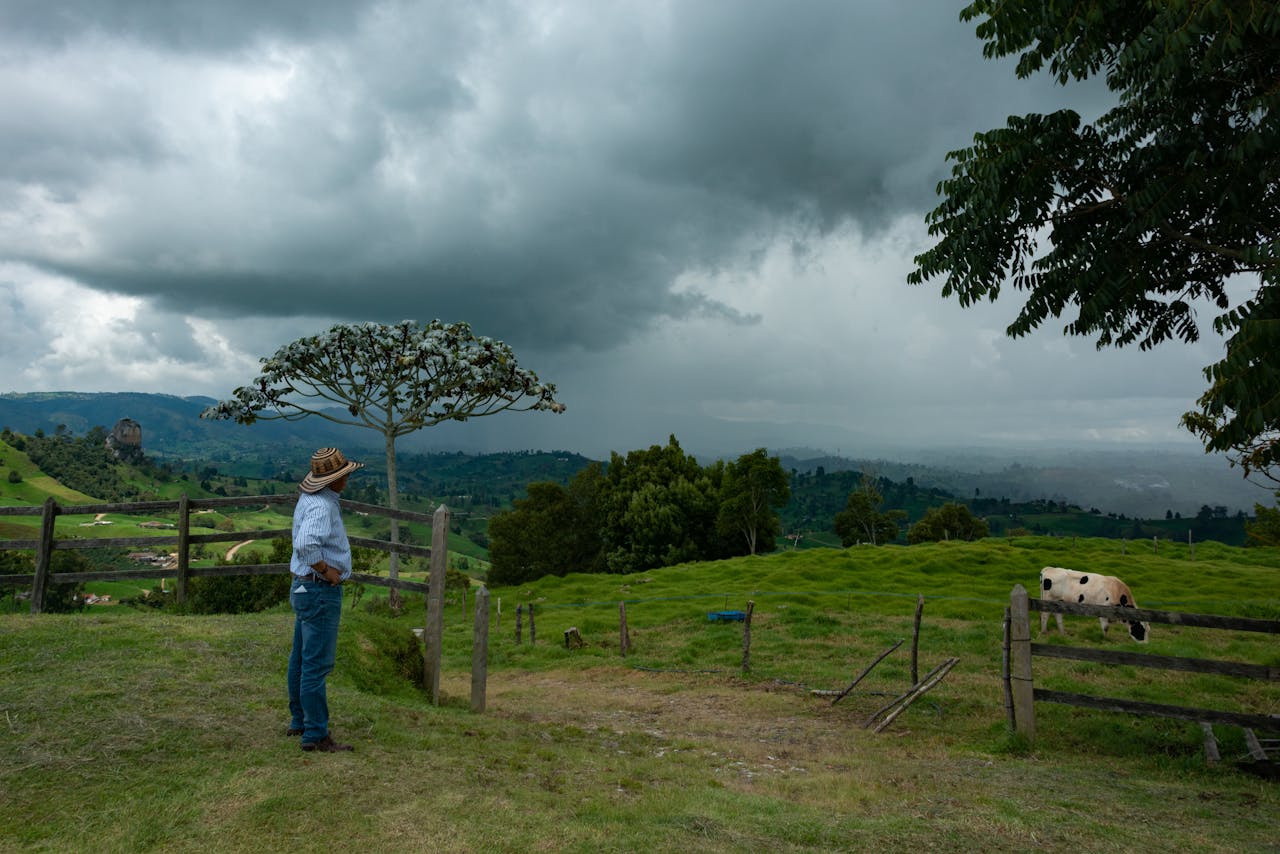 A farmer stands overlooking a lush green pasture with grazing cattle under a cloudy sky.