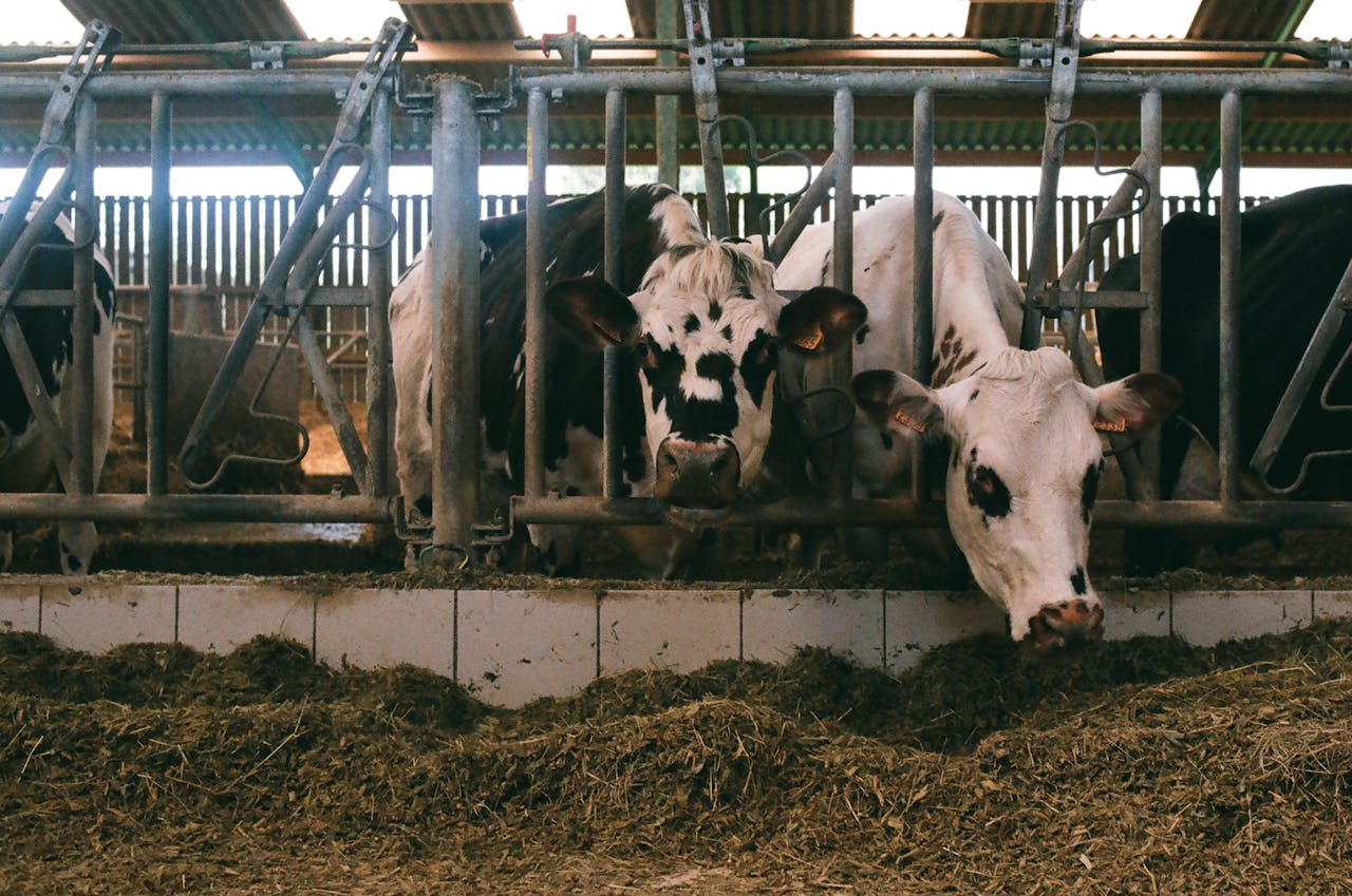 Multiple dairy cows feeding in a barn, showcasing agriculture and livestock management.